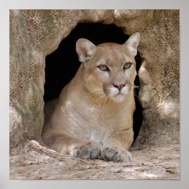 Póster Cougar 012 (Frente)