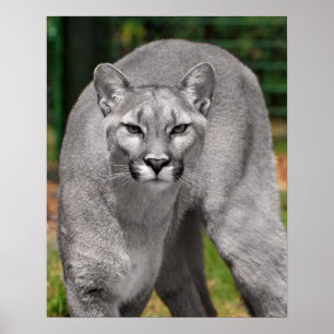 Poster Cougar Black White e Color Photo Mountain Lion