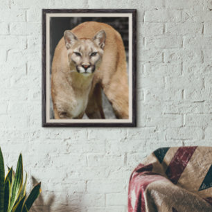 Poster Cougar Black White e Color Photo Mountain Lion