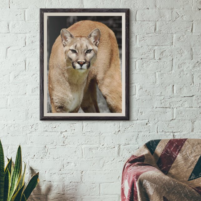 Poster Cougar Black White e Color Photo Mountain Lion (Criador carregado)