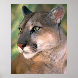 Poster Cougar, Califórnia