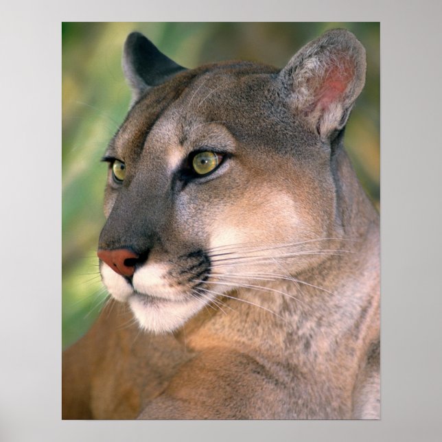 Poster Cougar, Califórnia (Frente)