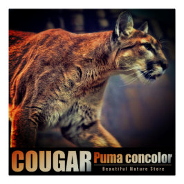 Póster COUGAR:Glossy Poster