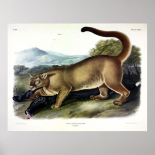 Poster Cougar, homem (Felis Concolor), de Audubon
