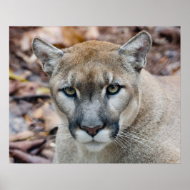 Poster Cougar, leão da montanha, Puma da Flórida