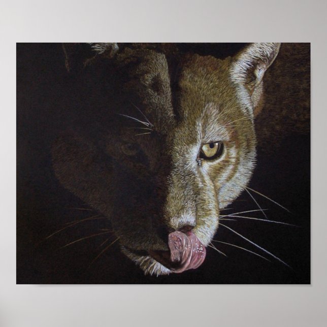 Poster Cougar Night (Frente)