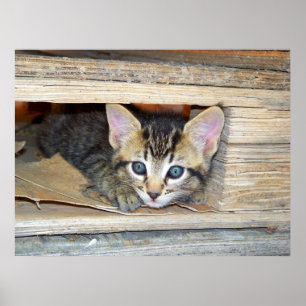 Póster Couro cru do gatinho - e - busca