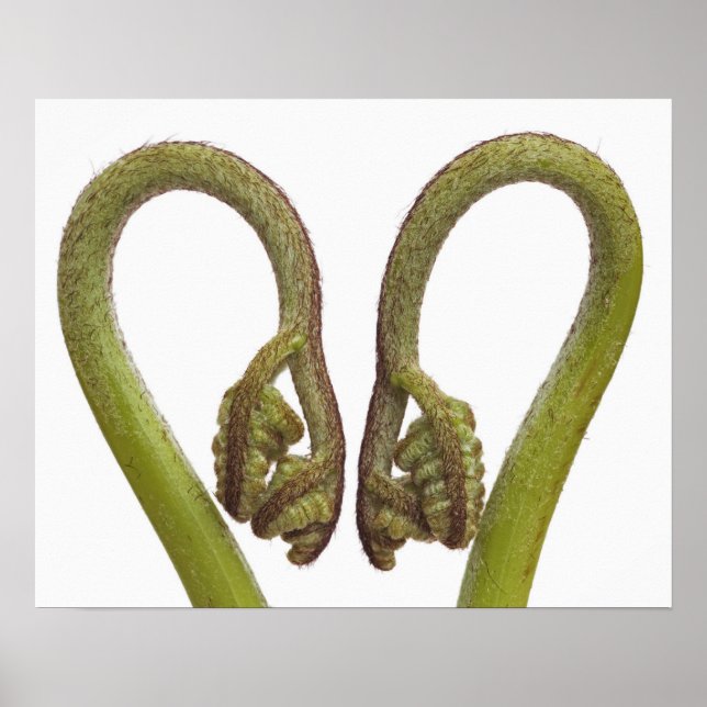 Póster Couve-flor 2 (Frente)