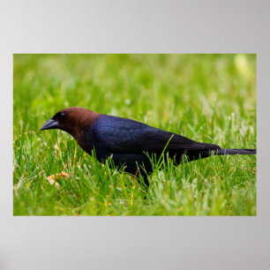 Poster Cowbird (Molothrus ater)