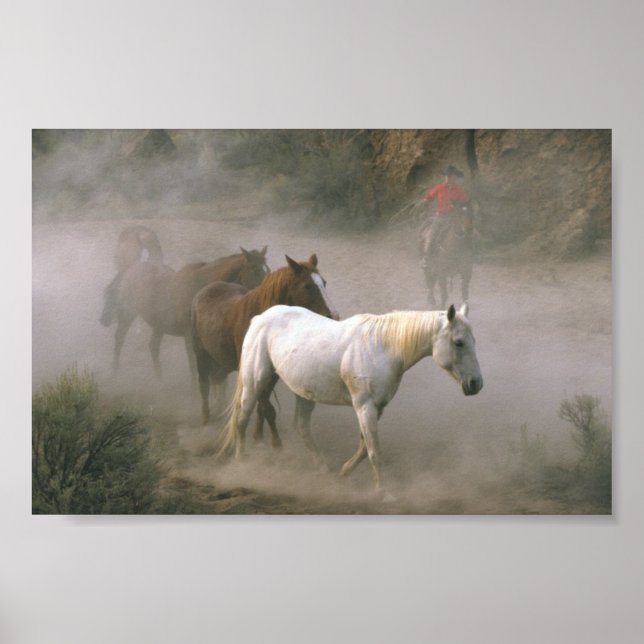 Poster Cowboy Herding (Frente)