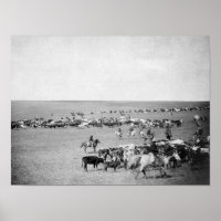 Cowboys with Cattle on the Range Photoião