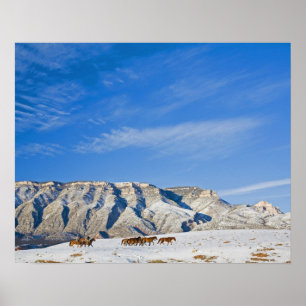 Poster Cowboys with Heard of Horses