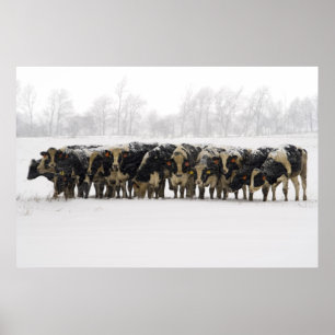 Póster Cows
