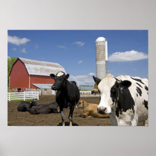 Póster Cows in front of a red barn and silo on a farm