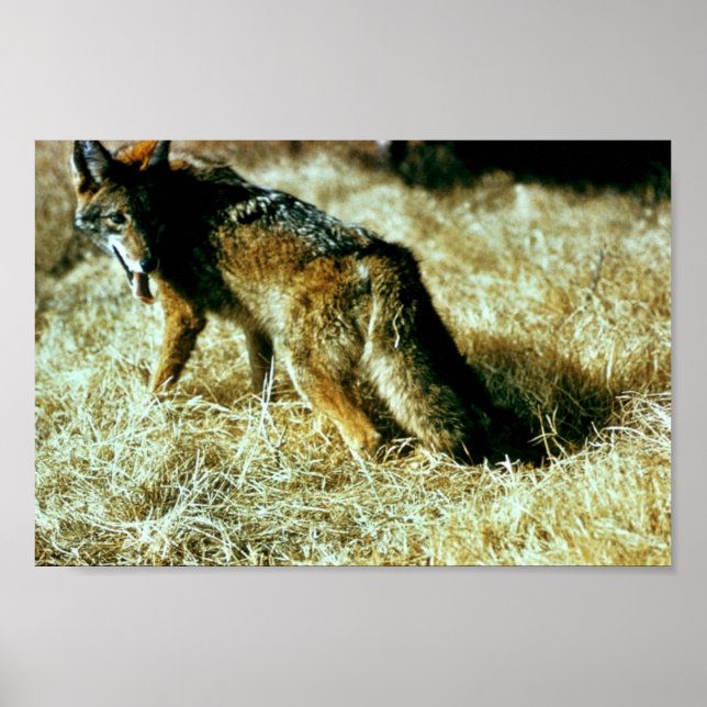 Poster Coyote (Frente)