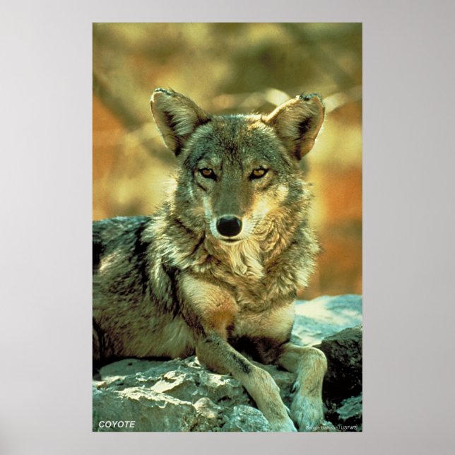 Poster Coyote (Frente)