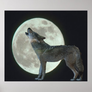 Póster Coyote Howling na Lua