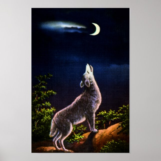 Póster Coyote Howling na Lua (Frente)