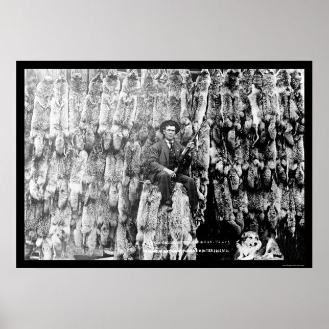 Poster Coyote Hunter Entre 60 Pelts 1913 (Frente)
