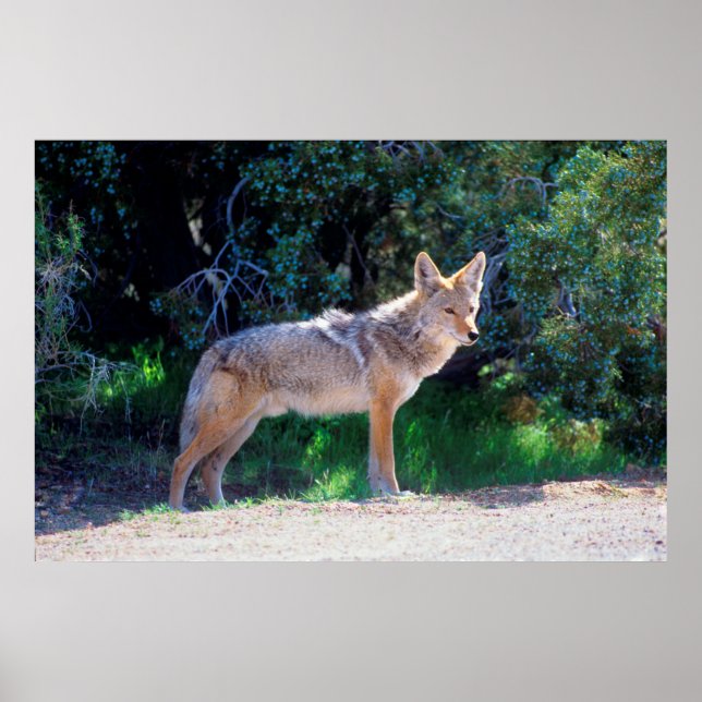 Póster Coyote Stands ao longo de uma estrada (Frente)