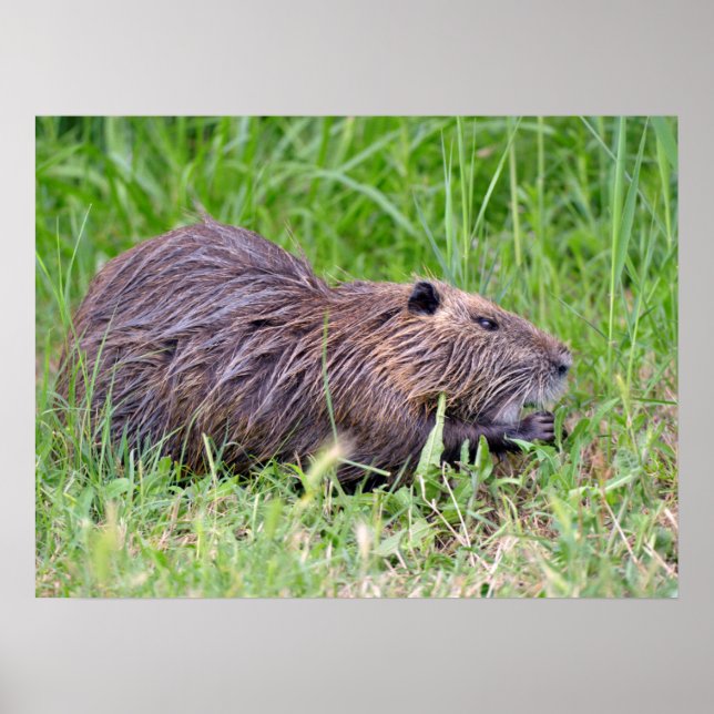 Poster Coypu na grama (Frente)