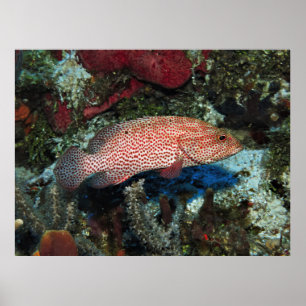 Poster Cozumel Graysby