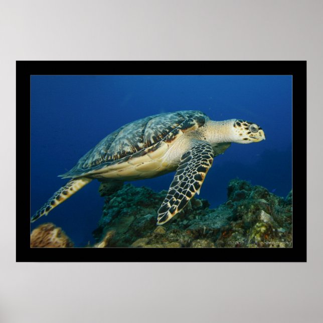 Poster Cozumel - Hawksbill #005 (Frente)