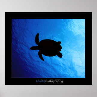 Poster Cozumel - Hawksbill nº 011