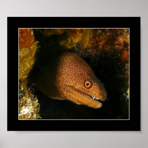 Póster Cozumel - Moray Eel