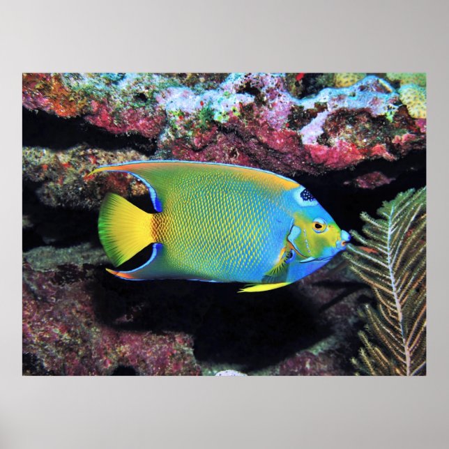 Poster Cozumel Queen Angelfish (Frente)