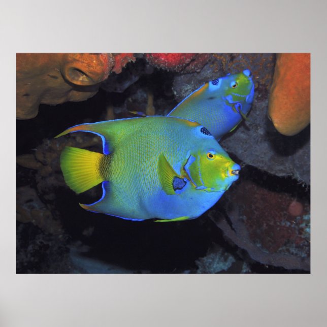 Poster Cozumel Queen Angels (Frente)