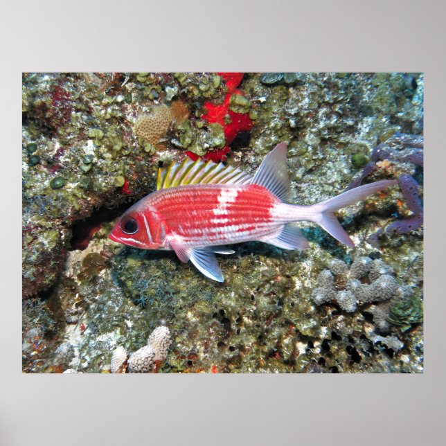 Poster Cozumel Squirrelfish II (Frente)