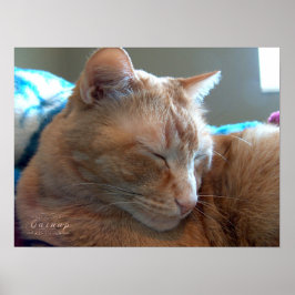 Poster Cozy Catnap