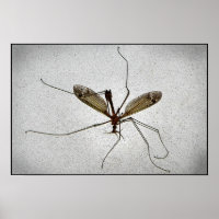 Crane Fly