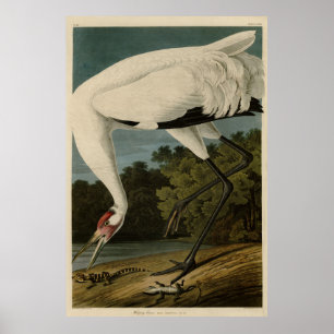 Poster Crane Hooping (Whooping), Aves de Audubon da Améri