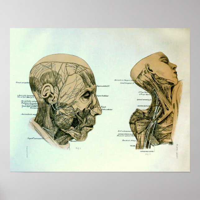 Poster Cranial Nerves (Frente)