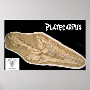 Póster Crânio de Mosasaur na matriz
