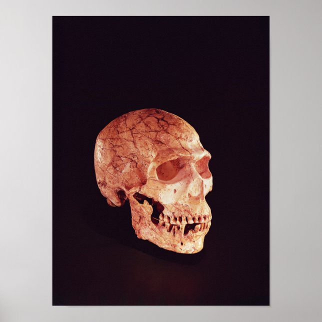 Poster Crânio de Neandertal, descoberto no Monte Carmelo (Frente)