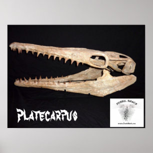 Póster Crânio de Platecarpus Mosasaur