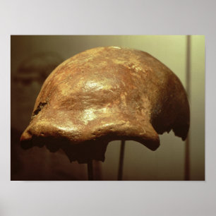 Póster Crânio de um Neanderthal