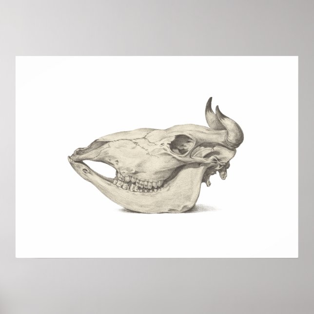 Poster Crânio de uma vaca, visto de lado desenho (Frente)