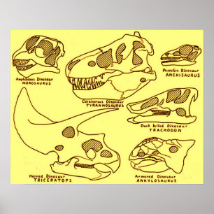 Poster Crânios do dinossauro