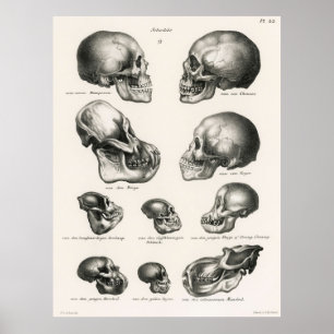 Poster Crânios Ilustração Evolução Humana