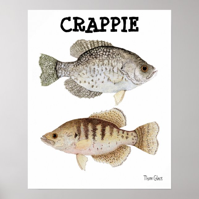 Póster Crappie (Frente)