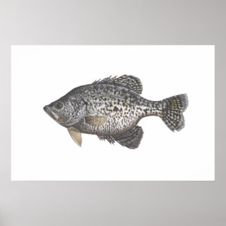 Póster Crappie