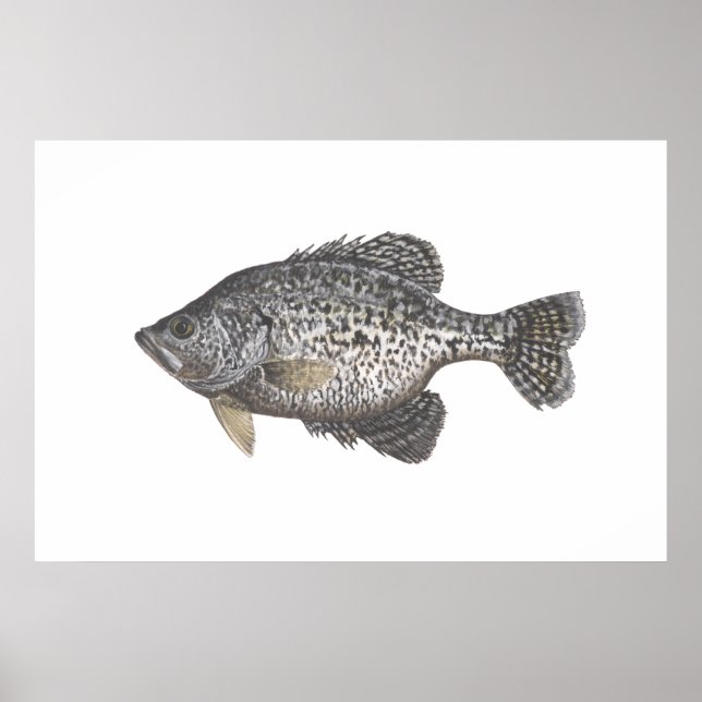 Póster Crappie (Frente)