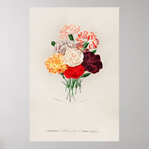 Poster Cravo (Dianthus caryophyllus)
