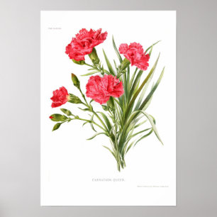 Póster Cravo 'Queen