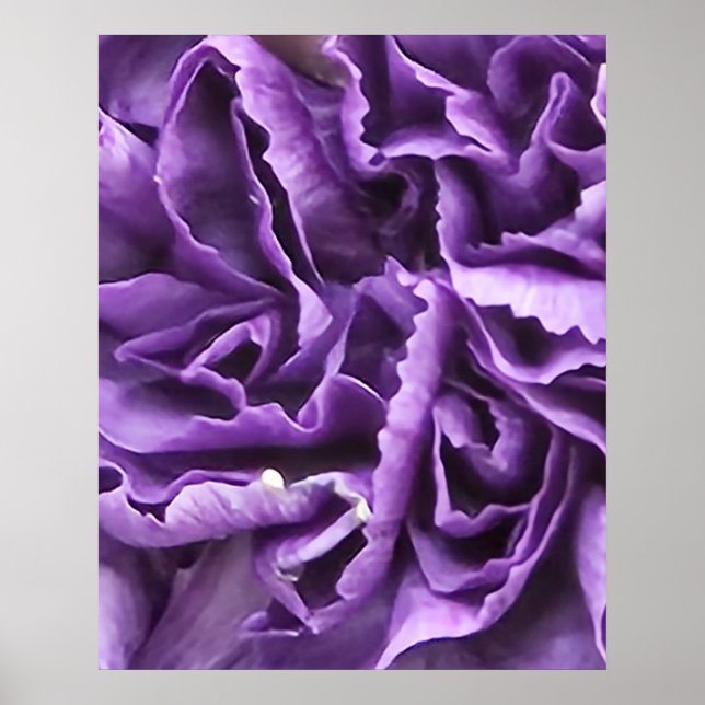 Poster Cravo Roxo (Frente)
