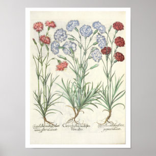 Póster Cravos: albo multiplex do flore 1.Caryophyllus; 2